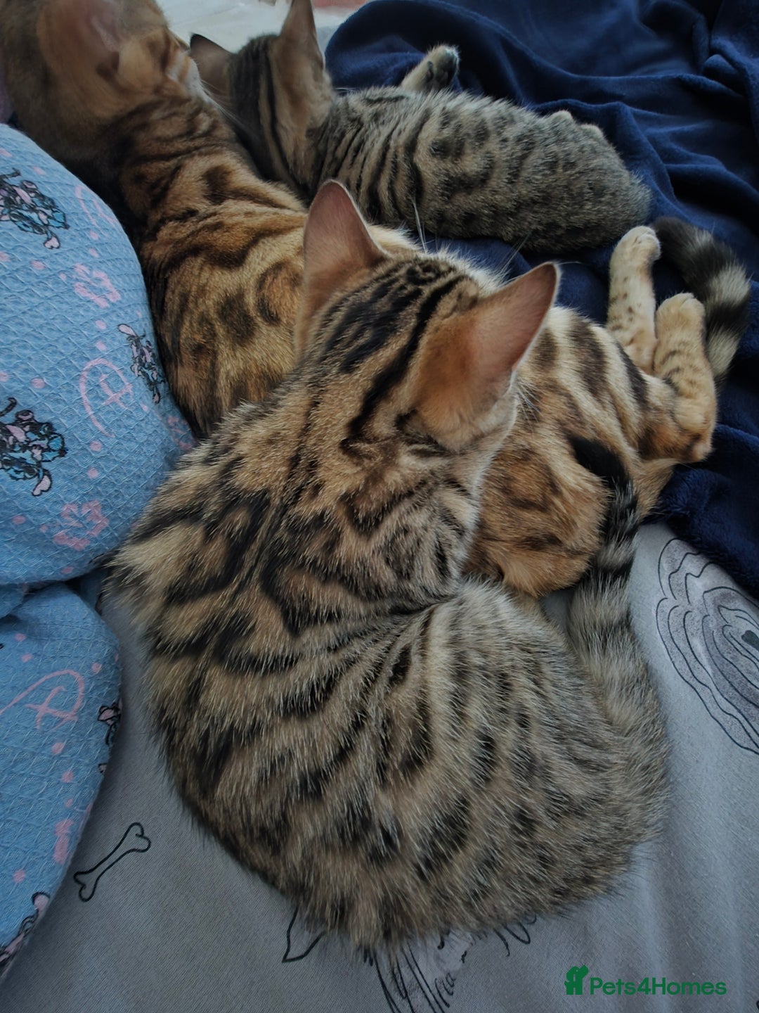 Bengal cats for sale: Beautiful bengal cross kittens - Advert 3