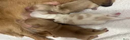 Miniature Dachshund dogs for sale: Miniature cream long hair puppies for sale  in Waltham Cross - Advert 2