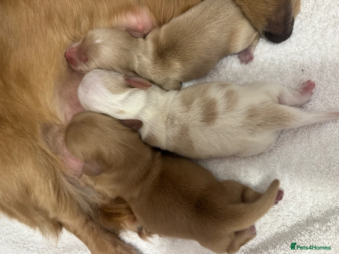 Miniature Dachshund dogs for sale: Miniature cream long hair puppies for sale  in Waltham Cross - Advert 2