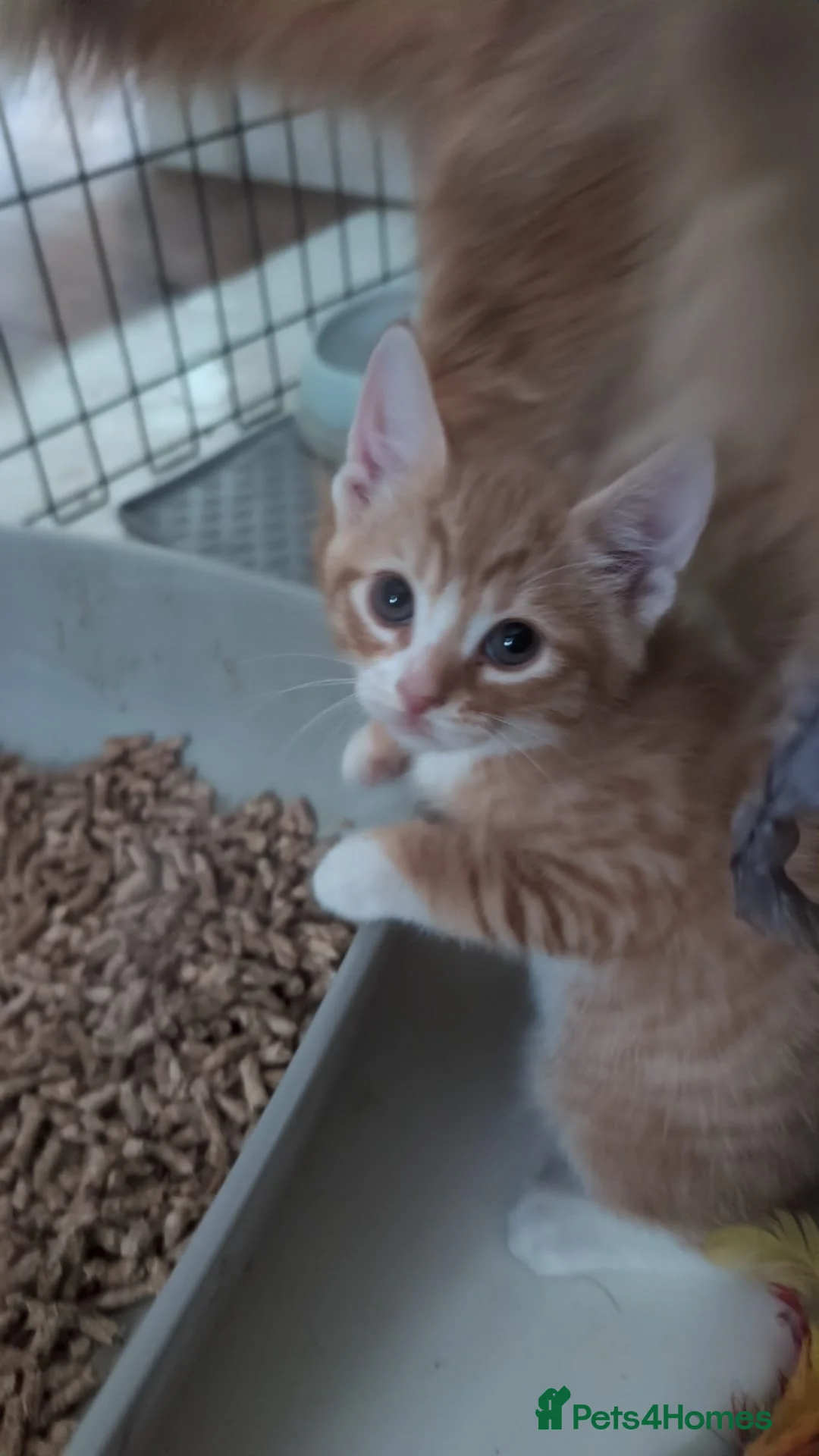 Mixed Breed cats for sale: Litter of 4 Kittens Ready for Their Forever Homes! - Advert 5