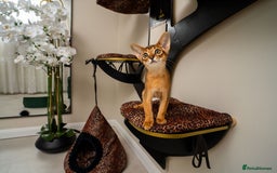 Abyssinian cats for sale:  Champions  Line Romeo-TICA reg. Abyssinian Beauty - Image 13