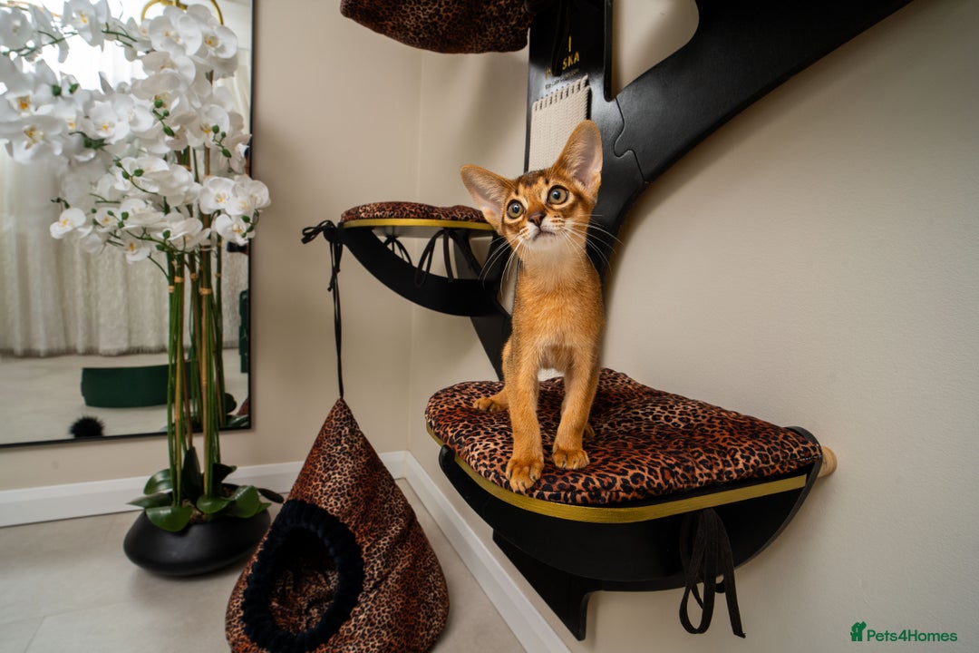 Abyssinian cats for sale:  Champions  Line Romeo-TICA reg. Abyssinian Beauty - Image 13