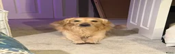 Golden Retriever dogs for stud: Golden retriever stud  - Advert 3