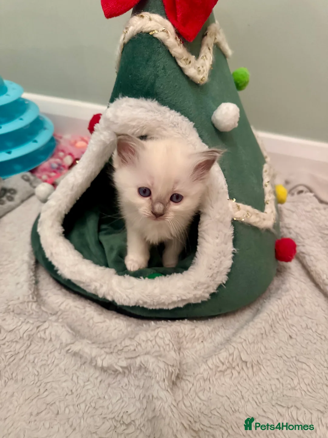 Ragdoll cats for sale: All kittens now reserved. Ragdoll kittens  - Advert 5