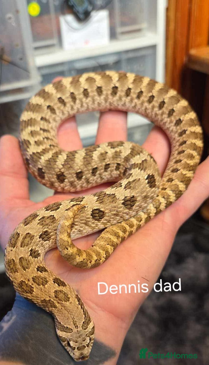 Snake reptiles Western hognoses babies - Advert 10