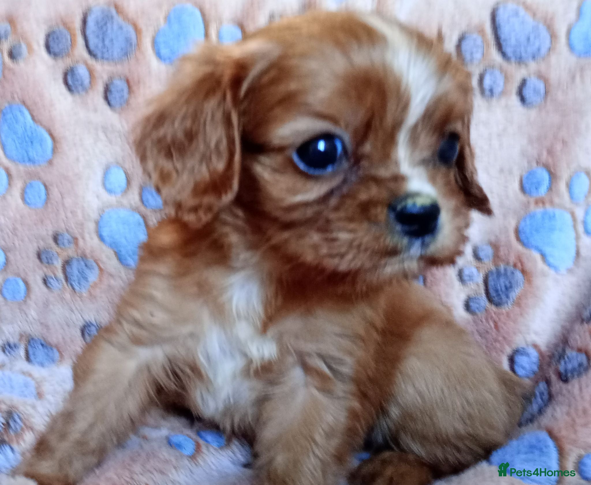 Cavalier King Charles Spaniel dogs KC health tested Cavalier king Charles spaniel,s - Advert 5