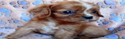 Cavalier King Charles Spaniel dogs for sale: KC health tested Cavalier king Charles spaniel,s - Advert 3