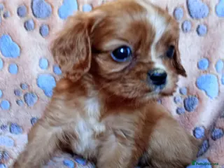 Cavalier King Charles Spaniel dogs KC health tested Cavalier king Charles spaniel,s - Advert 5