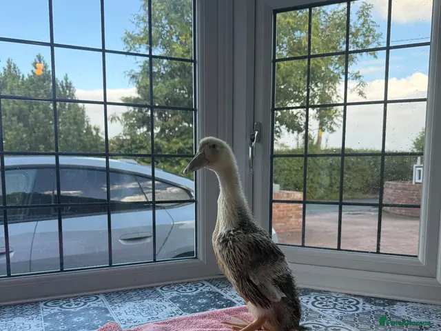 Ducks poultry for sale: Ducks looking for new home - Advert 2