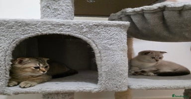 Scottish Fold cats in Romford - Advert 4
