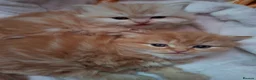 Scottish Fold cats for sale: Beautiful Scottish Straight Kittens for Sale - Advert 5