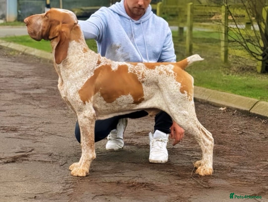 Bracco Italiano dogs for sale: KC TOP QUALITY BRACCO PUP AVAILABLE  - Advert 18