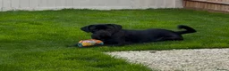 Mixed Breed dogs for adoption: ❤️🐶 JADA – A GIRL WITH THE SOFTEST HEART - Advert 13