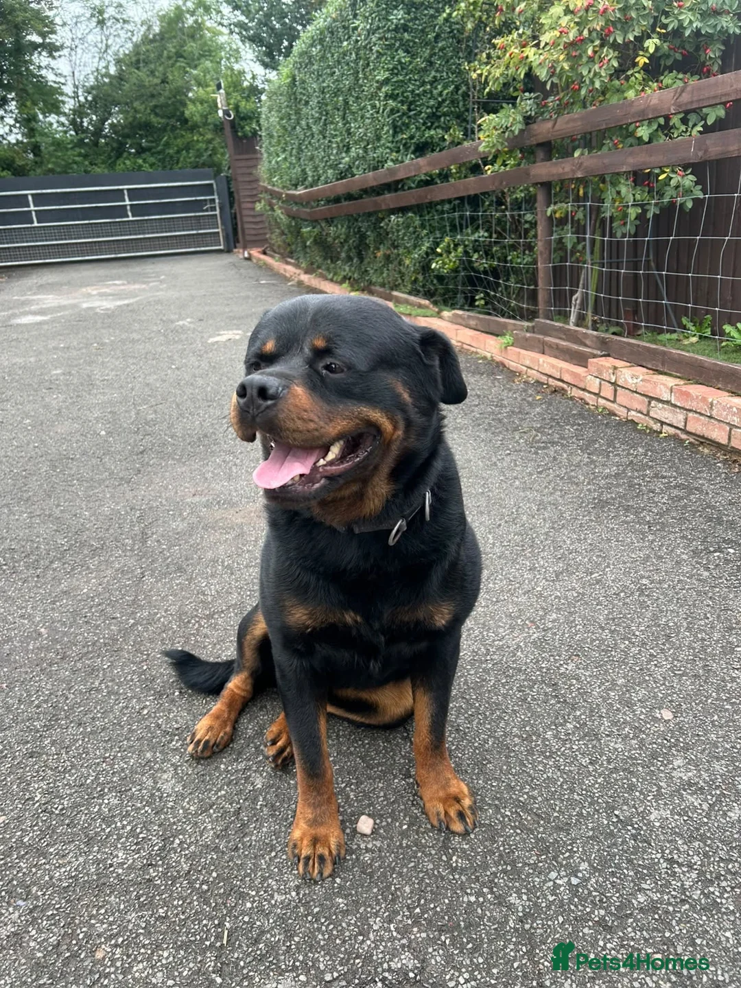 Rottweiler dogs for stud: Our beloved stud mo is for sale - Advert 2