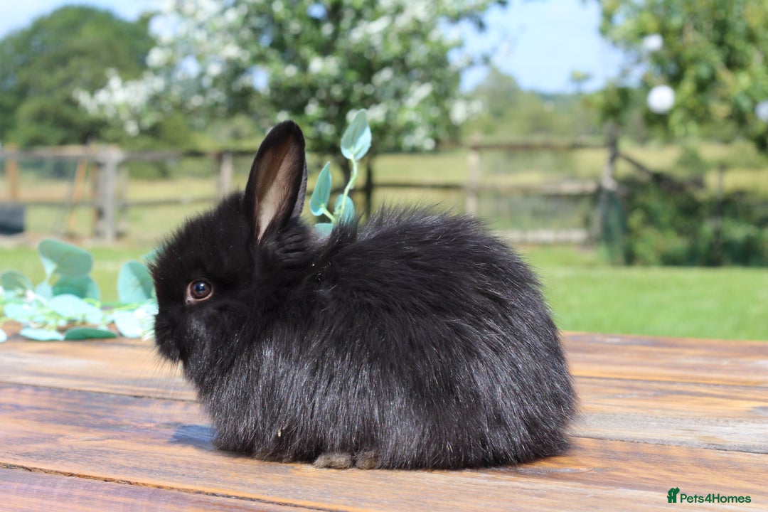 Angora rabbits for sale: Ready to leave - Angora X Bunny Rabbits  in Manchester - Image 2