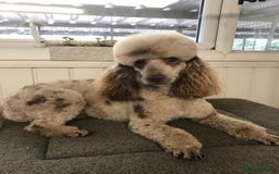 Labradoodle dogs for sale: ⭐️⭐️ Stunning F1 Miniature Labradoodles ⭐️⭐️ - Advert 29