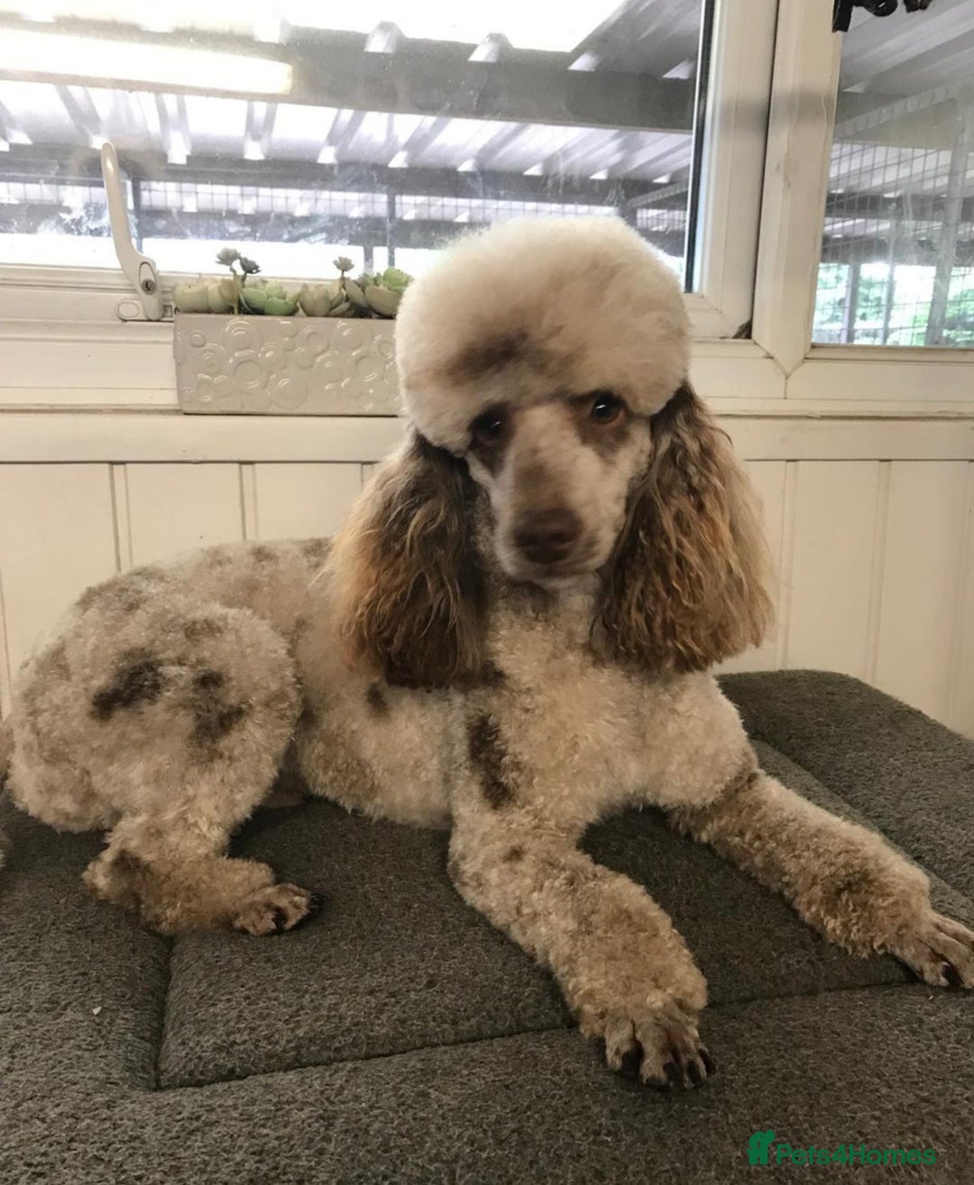 Labradoodle dogs for sale: ⭐️⭐️ Stunning F1 Miniature Labradoodles ⭐️⭐️ - Advert 29