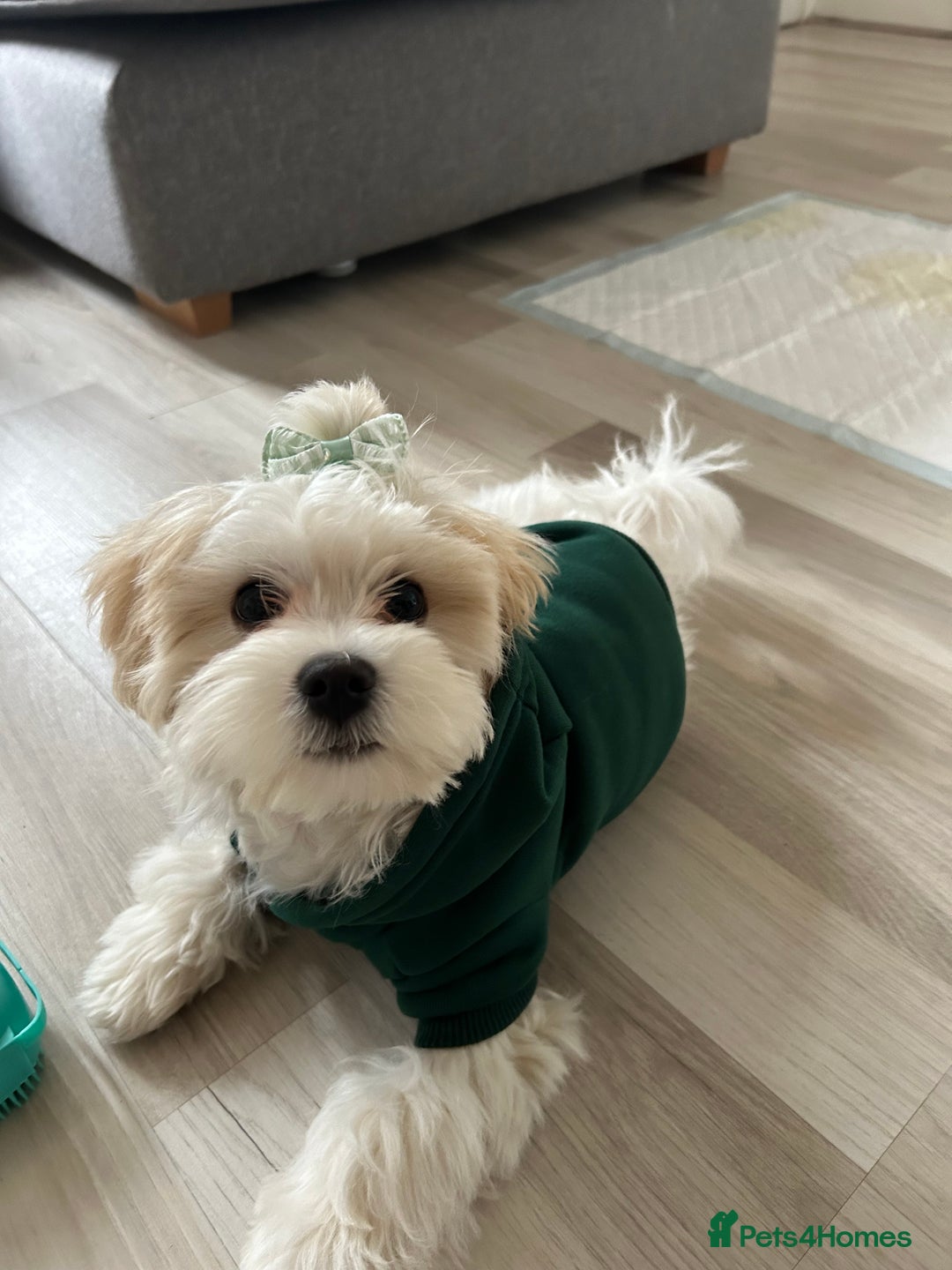 Maltese dogs for stud: Maltichon stud, 2 years old - Image 8