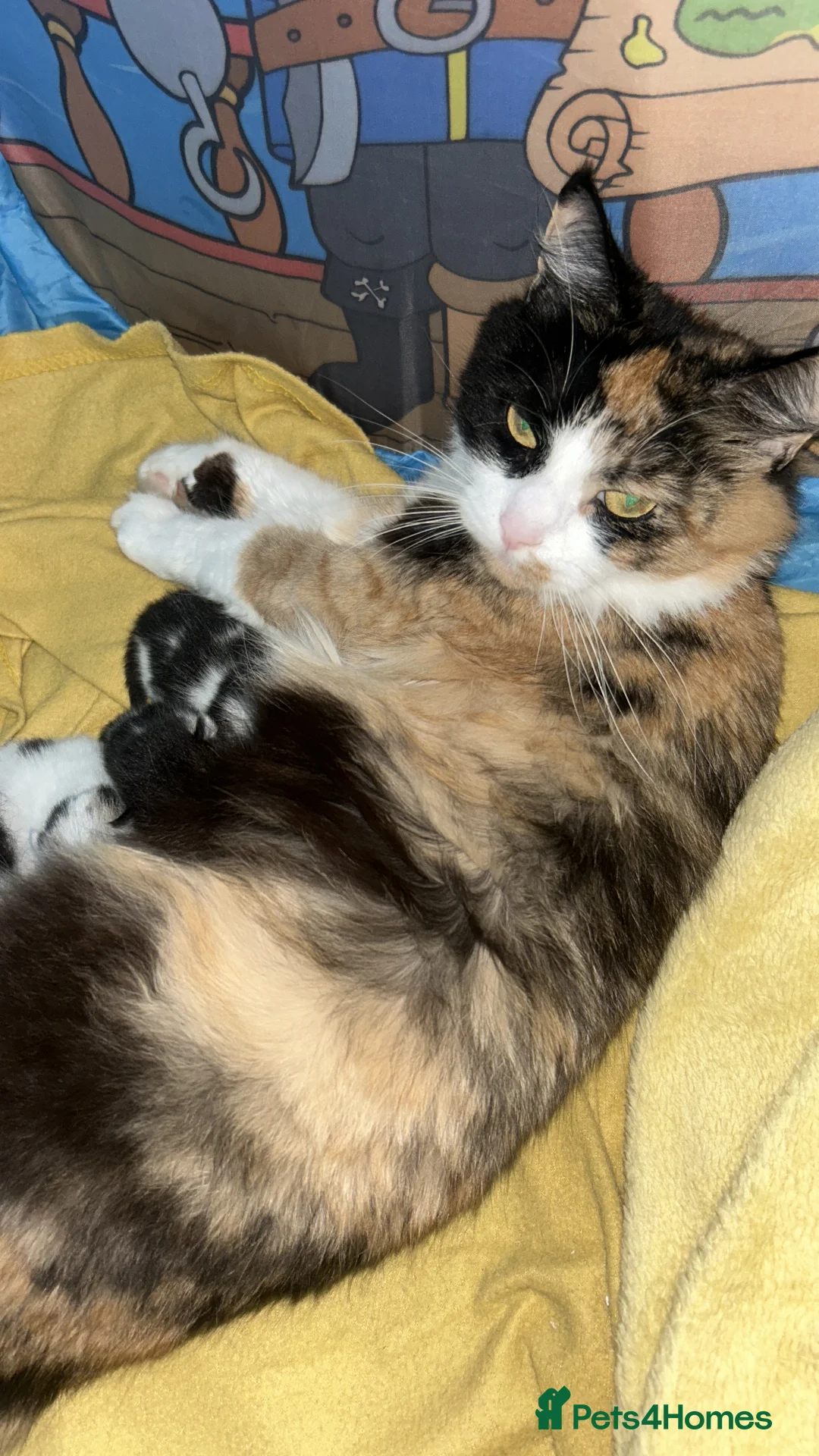 British Shorthair cats for sale: Black and white female - Advert 2