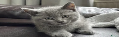British Shorthair Kitten 1