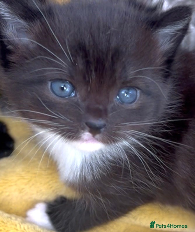 Mixed Breed cats ROMY’S RACY RASCALS ❤️ - Advert 2