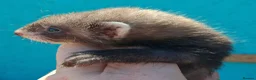 Ferret rodents for sale: Full and Semi angora kits  - Advert 6