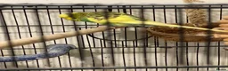Budgerigars birds for sale: Black Wings budgies, possible split BW - Advert 8