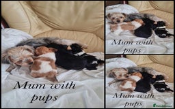 Shorkie dogs for sale: 4 beautiful shorkie pups fully vaccinated  - Image 11