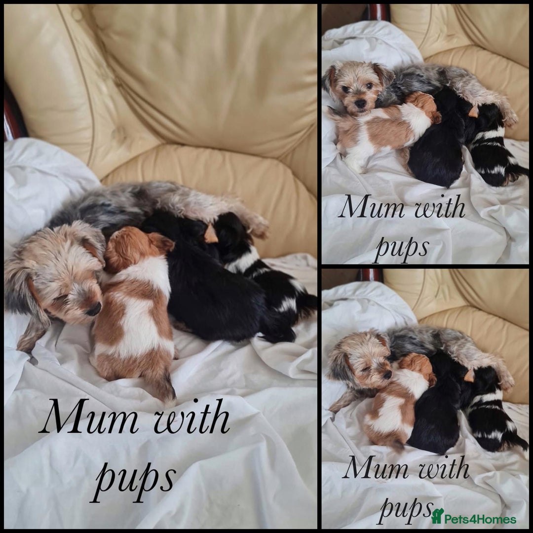 Shorkie dogs for sale: 4 beautiful shorkie pups fully vaccinated  - Image 11