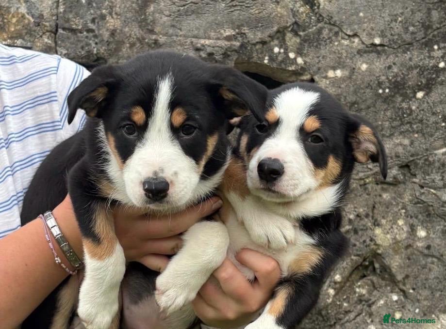 Border Collie dogs Border Collie Puppies 🐶 - Advert 6