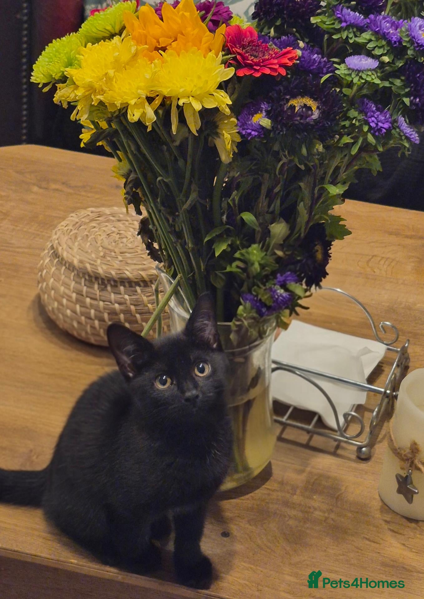 Mixed Breed cats Last kitten girl looking for loving family  - Advert 1