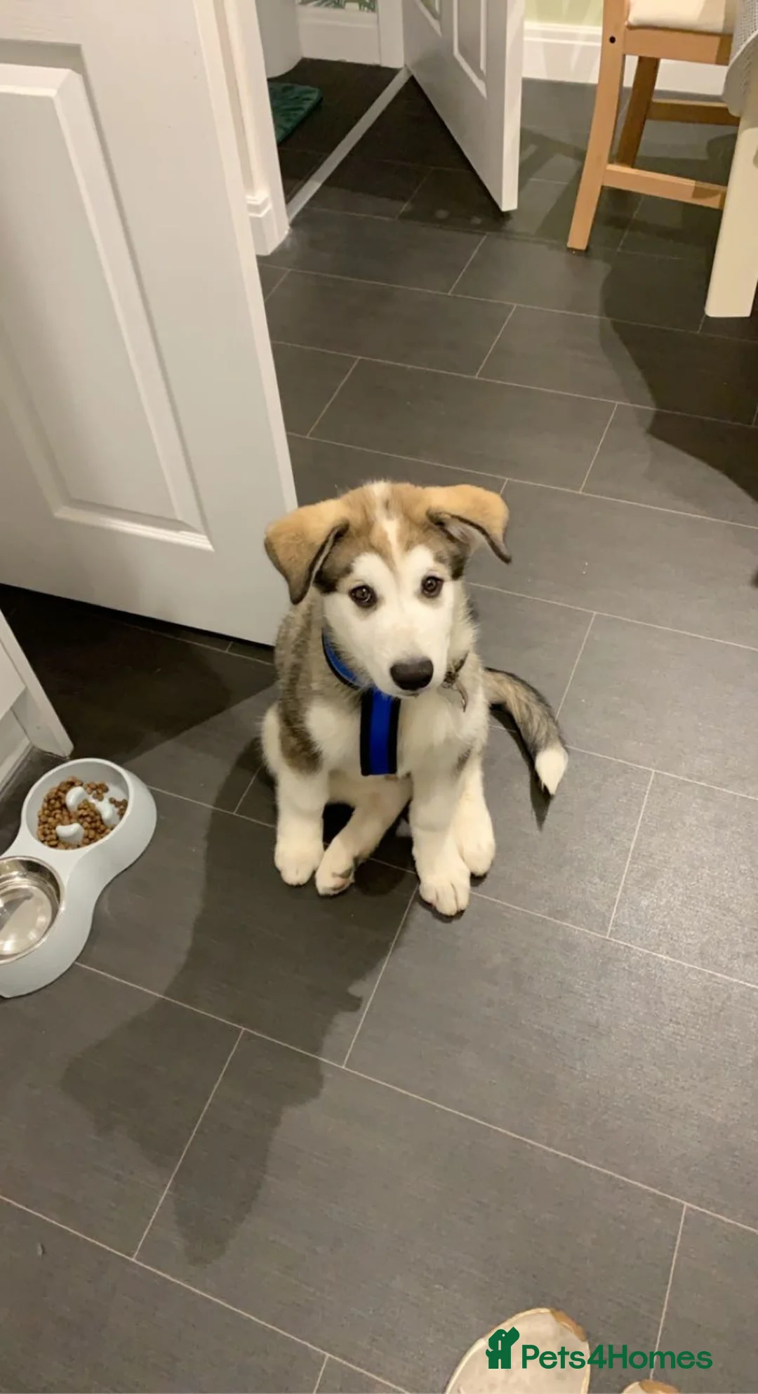 Siberian Husky dogs for stud: Beautiful proven Siberian Husky ready for stud! in Preston - Advert 11