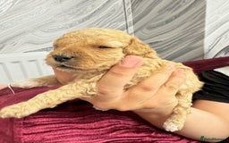 Goldendoodle dogs for sale: Beautiful Goldendoodles - Image 10