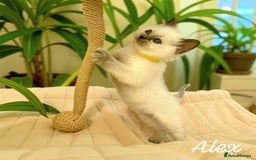 Ragdoll cats for sale: Gorgeous Fluffy Ragdoll Kittens  - Advert 5