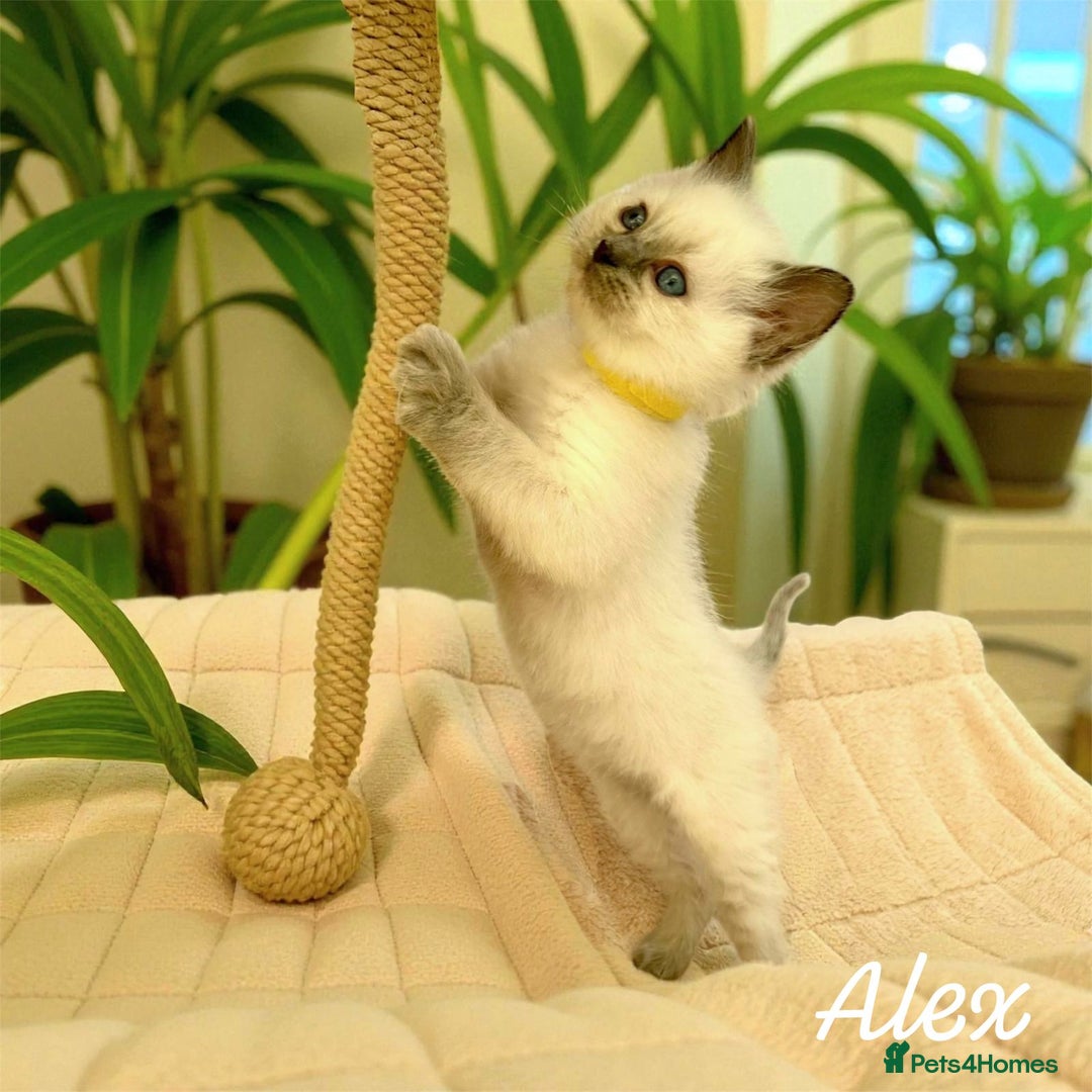 Ragdoll cats for sale: Gorgeous Fluffy Ragdoll Kittens  - Advert 5