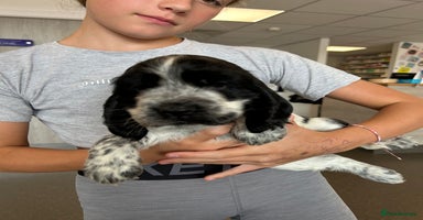 Cocker Spaniel dogs - Advert 4