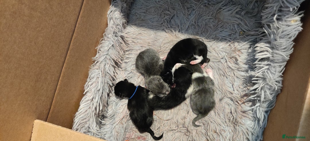 Mixed Breed cats for sale: 5 Kittens - Black, White, and Grey - Image 2