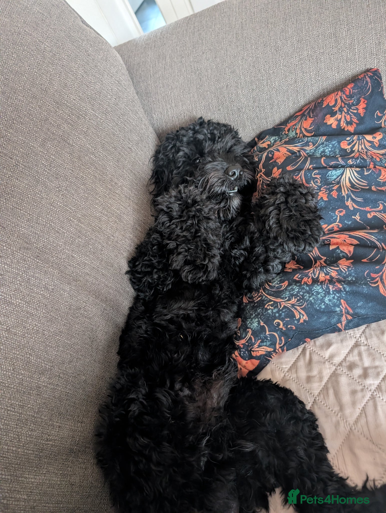 Cockapoo dogs Loving & excitable 1 year old cockapoo  - Advert 1