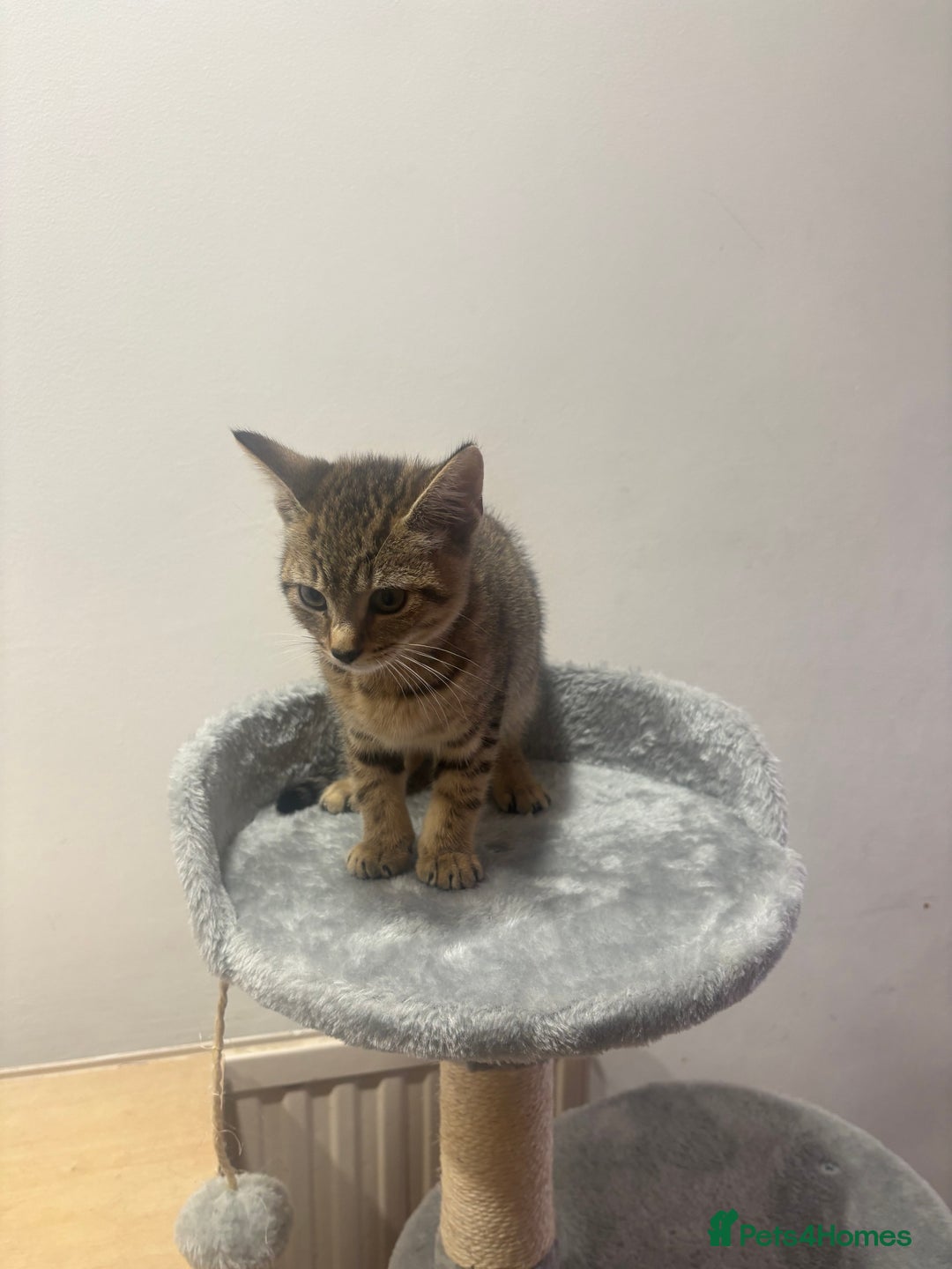 Mixed Breed cats for sale: 12 WEEK KITTEN FOR SALE | CHECK DESCRIPTION  - Advert 3