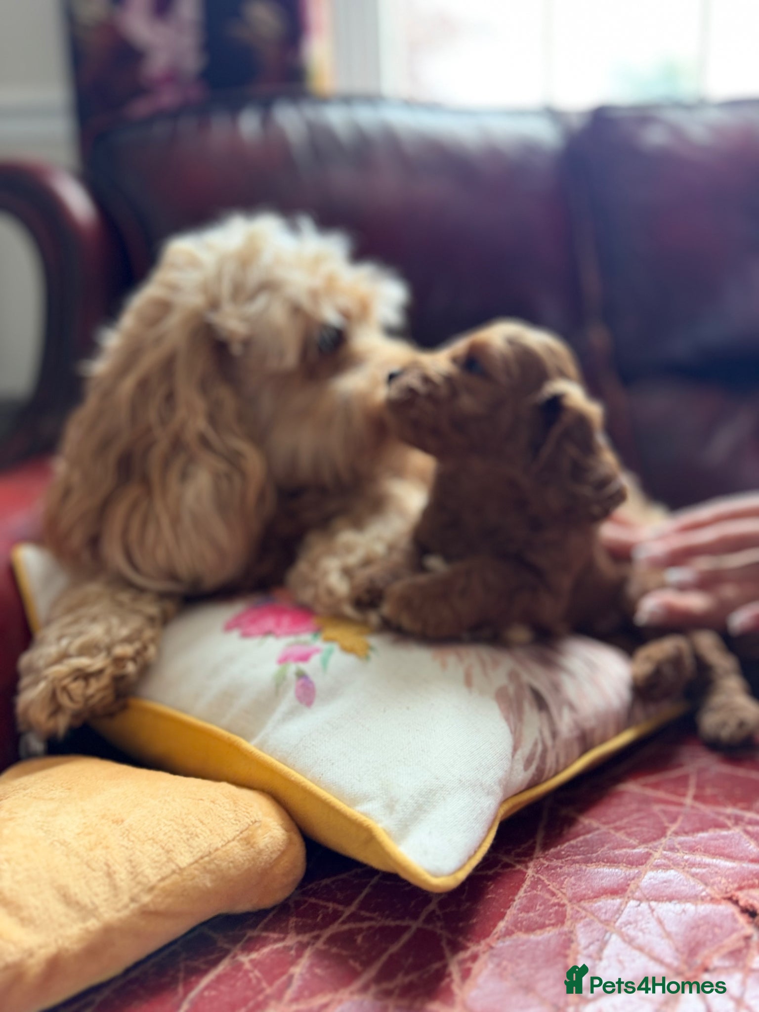 Cockapoo dogs Gorgeous F1B Tan Boy  - Advert 2
