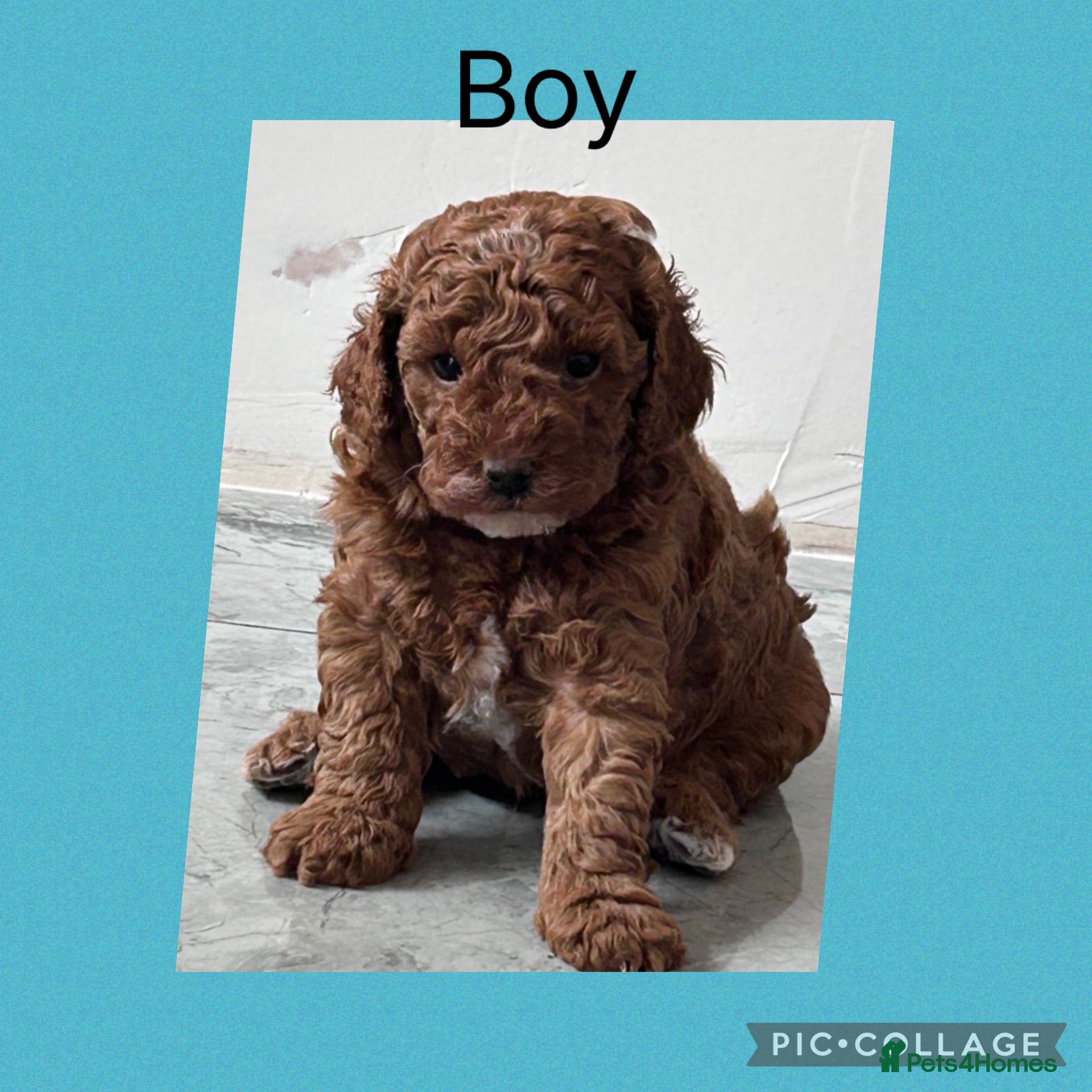 Cavapoo dogs 2x Cavapoo F1B pups boy available girls reserved  - Advert 17