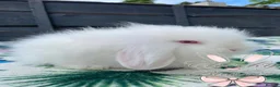 Mini Lion Lop rabbits for sale: Beautiful Mini Lion Lop Boys - Advert 16