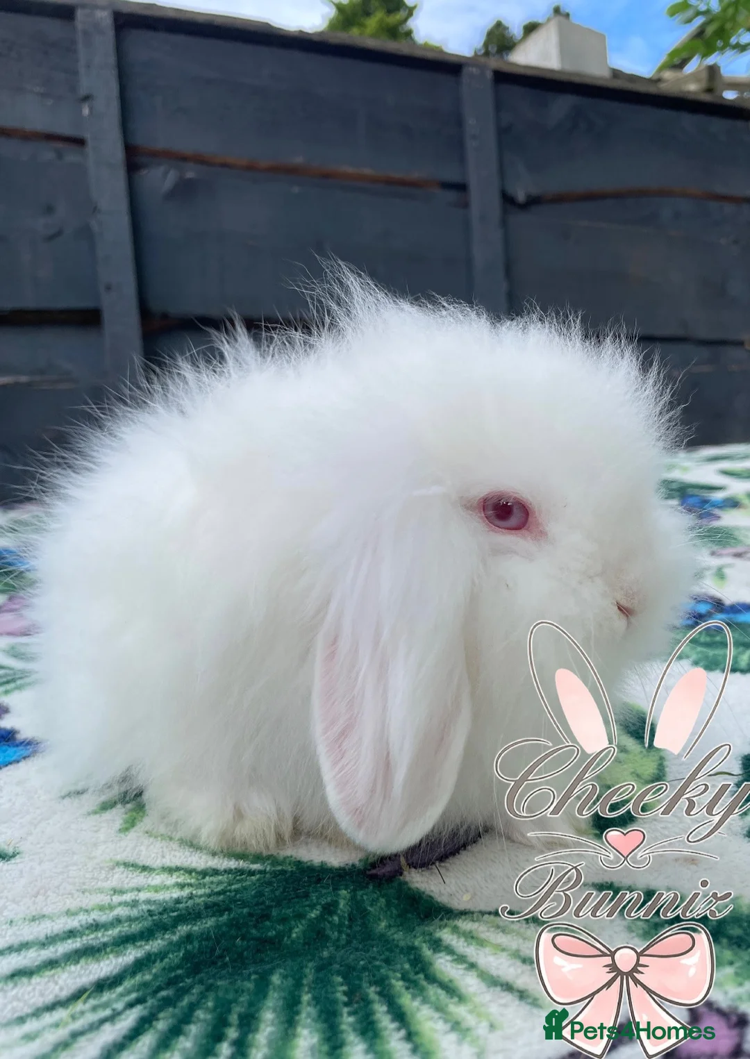 Mini Lion Lop rabbits for sale: 2 Beautiful Mini Lion Lop Boys - Advert 19