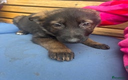 German Shepherd dogs for sale: Czechoslovakian German shepherd working line - Image 4