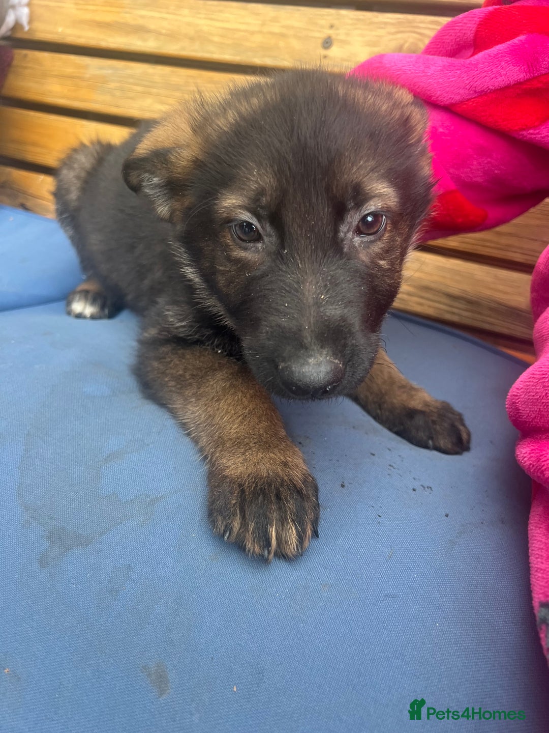German Shepherd dogs for sale: Czechoslovakian German shepherd working line - Image 4