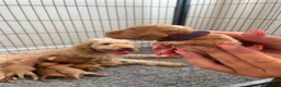 Cockapoo dogs for sale: Beautiful Cockapoo Puppies in Bristol - Advert 12