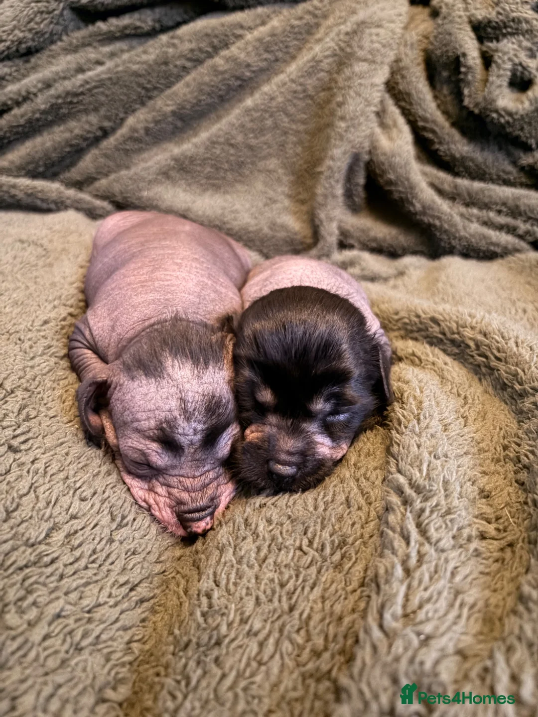 Mixed Breed dogs for sale: Crestepoo in Markfield - Advert 2