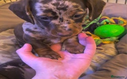 Miniature Dachshund dogs for sale: Chocolate Daple Miniature Boys  - Image 3