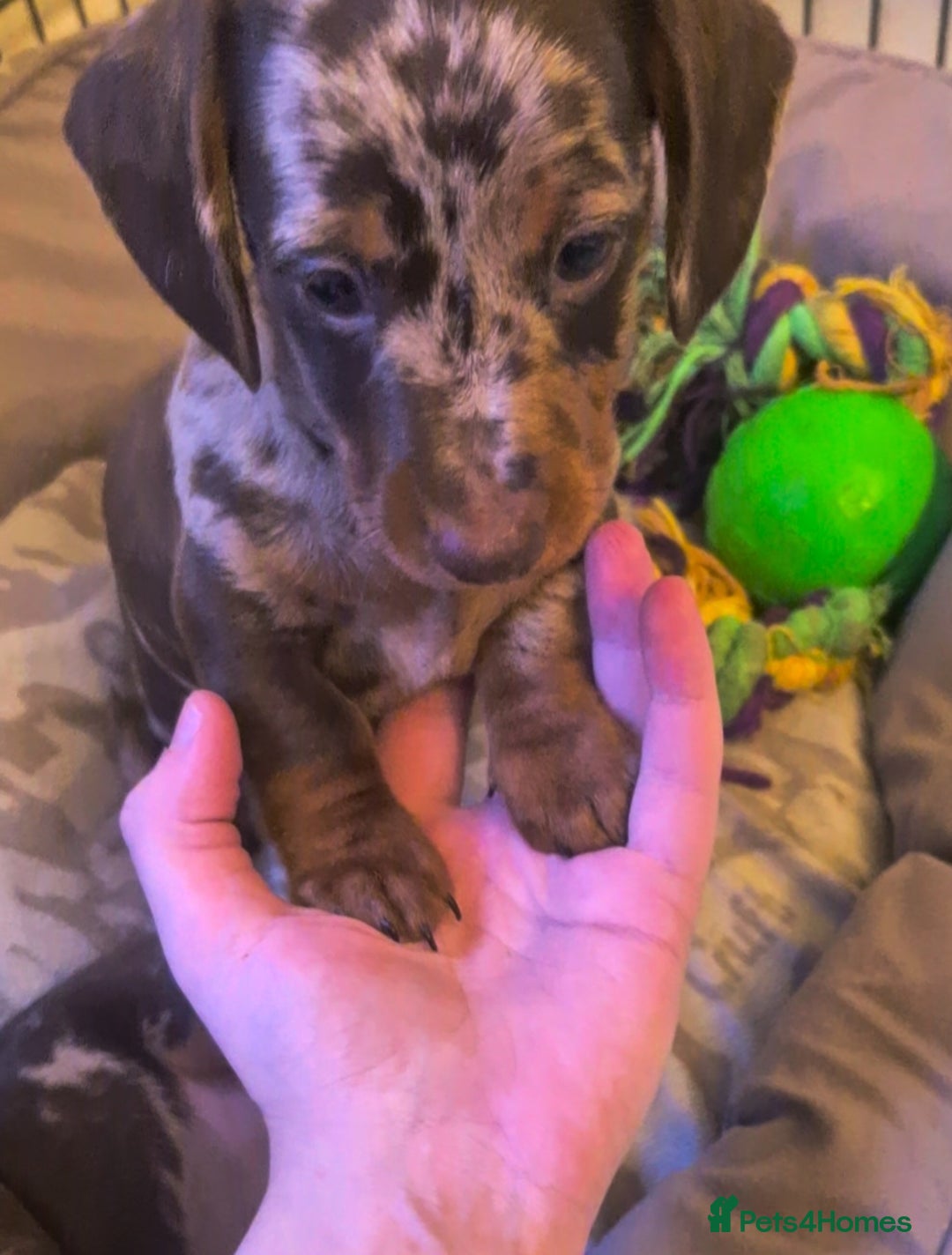 Miniature Dachshund dogs for sale: Chocolate Daple Miniature Boys  - Image 3