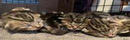 Bengal cats for sale: Stunning Racing Striped 3/4 Bengal Kittens! - Advert 9